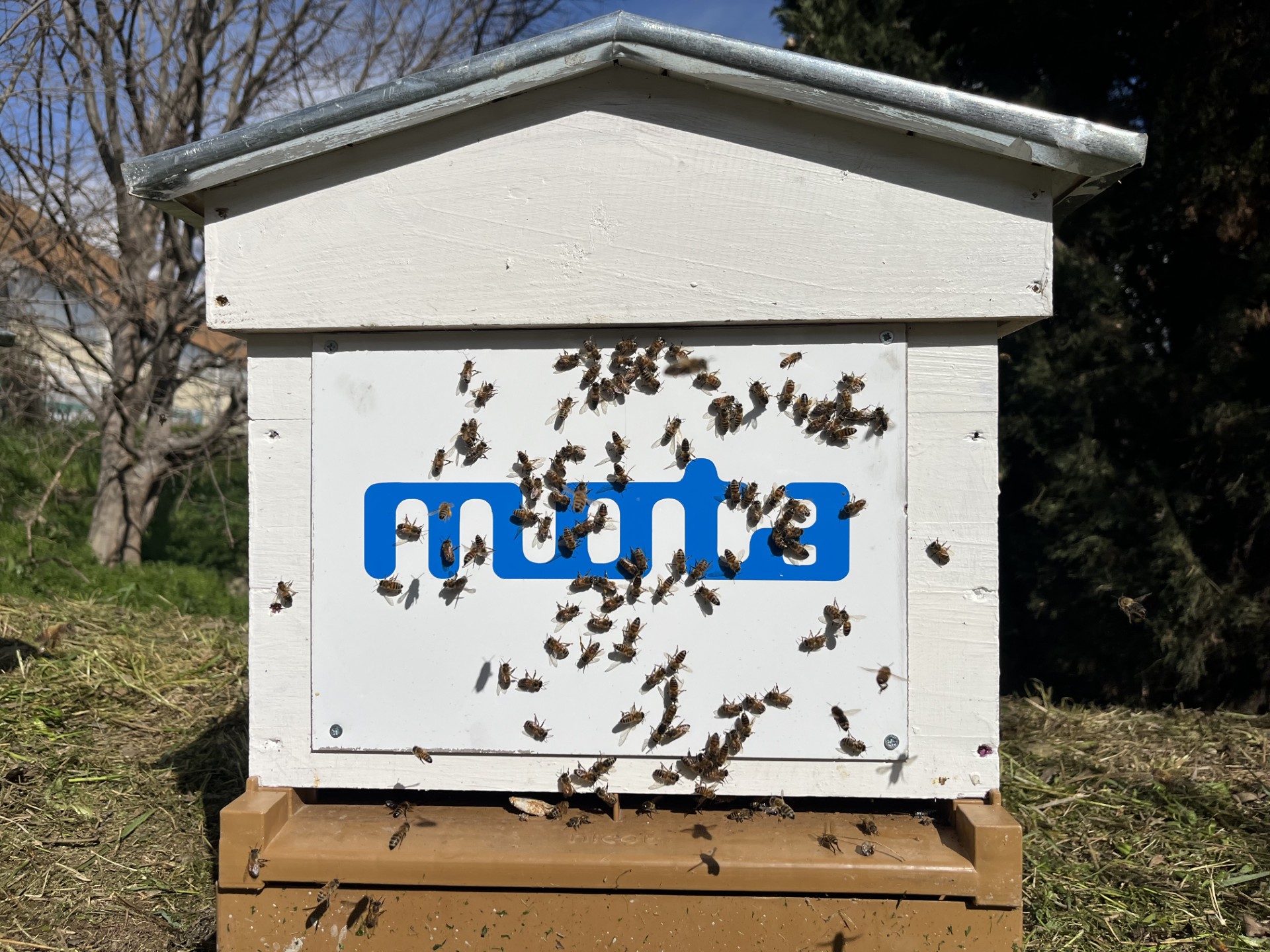 Our Mota hives: A promising future for bees !