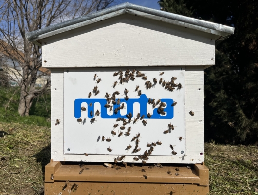 Our Mota hives: A promising future for bees !